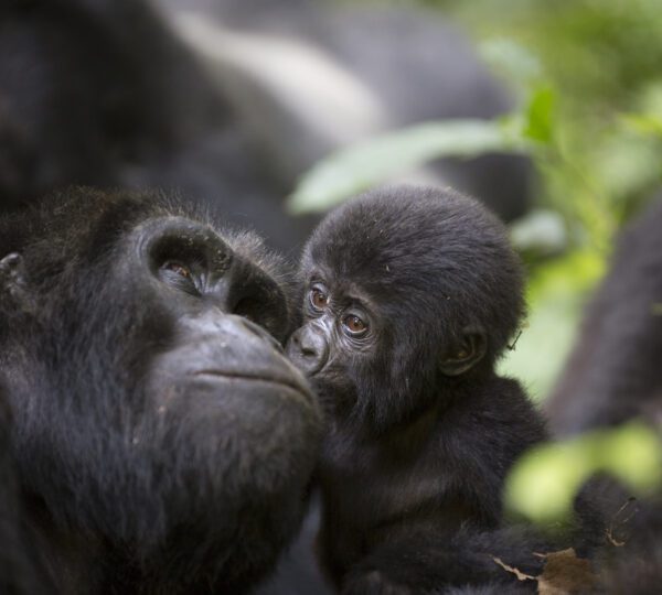 A baby mountain wild gorilla kisses his mother