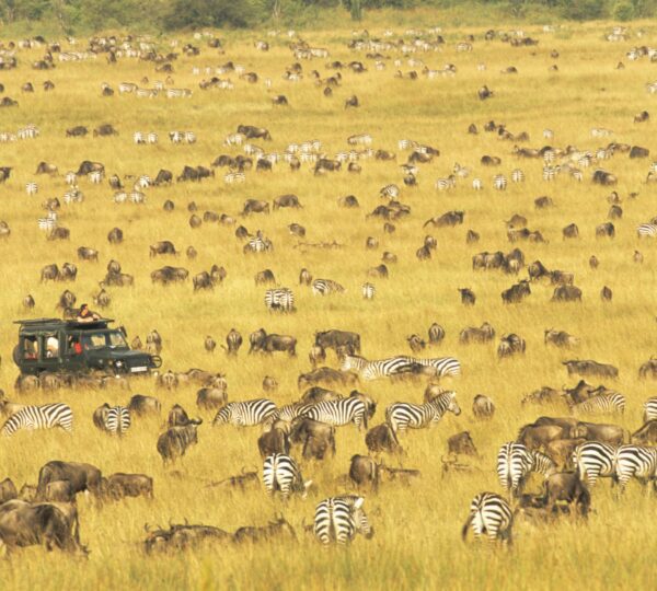 4-DAY IMMERSIVE SAFARI