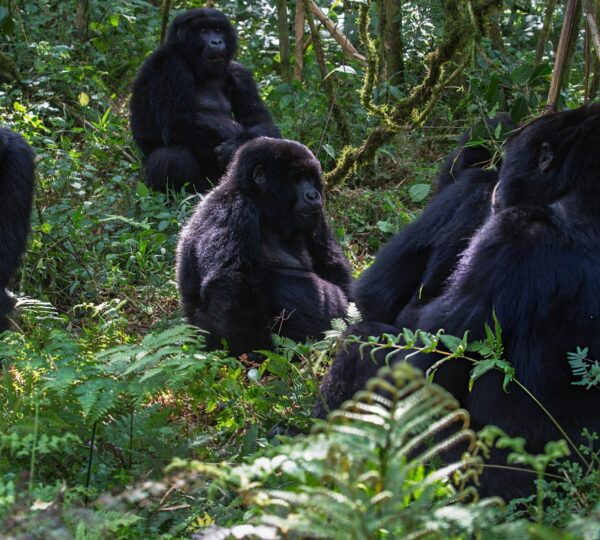 GORILLA TRACKING BWINDI