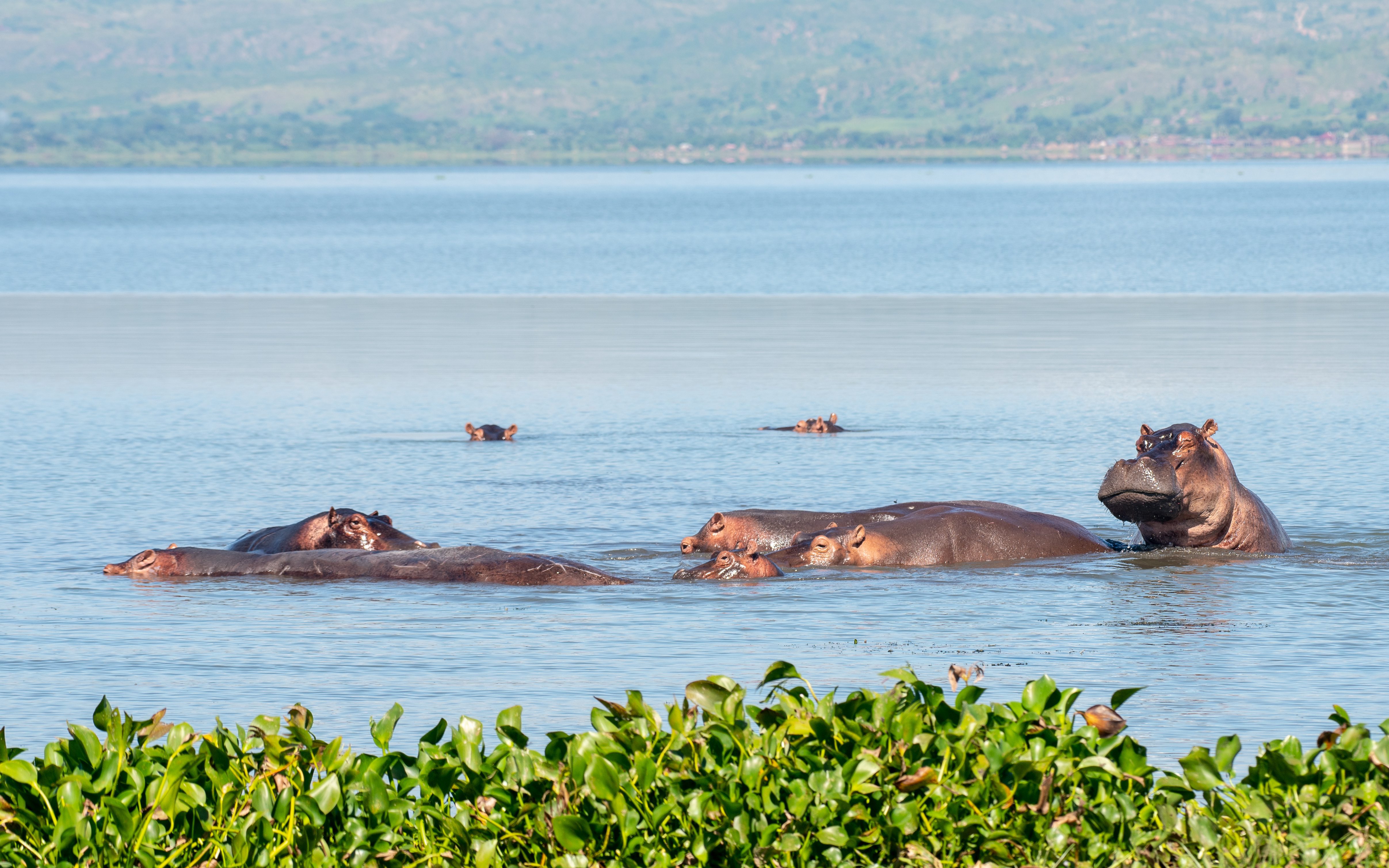 ENJOY A 3 DAYS MURCHISON FALLS SAFARI IN UGANDA