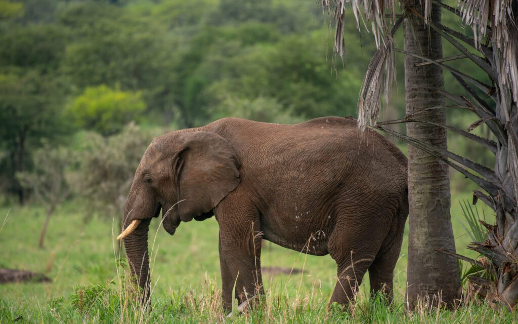 what-is-the-big-5-in-africa-kundabee-getaways
