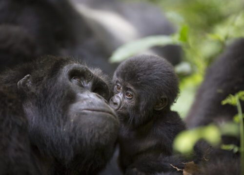 PRIMATE PARADISE EXPEDITION ‘CHIMPANZEE AND GORILLA SAFARI’