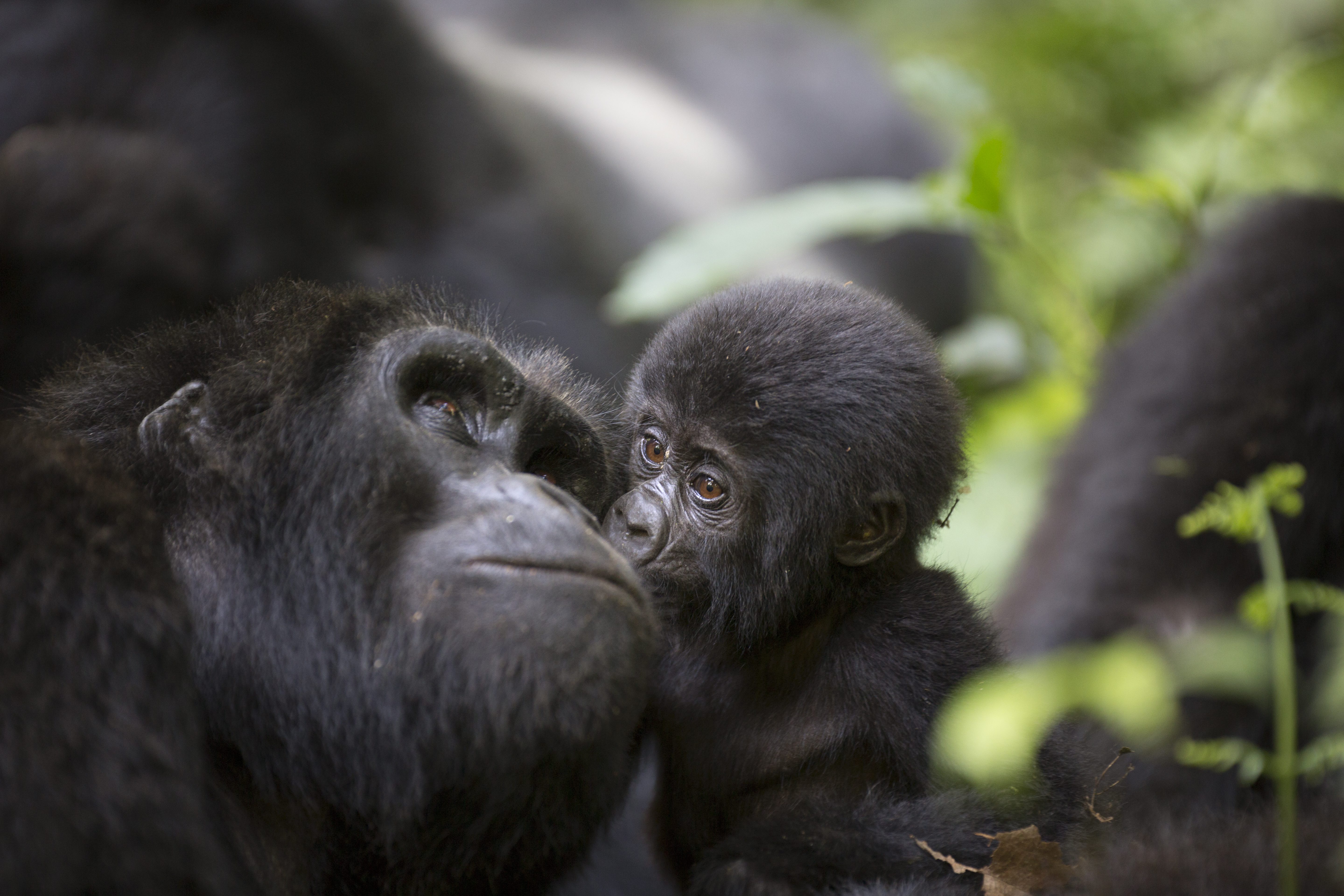 PRIMATE PARADISE EXPEDITION ‘CHIMPANZEE AND GORILLA SAFARI’