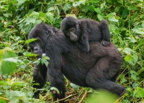 4 DAYS GORILLA TRACKING BWINDI