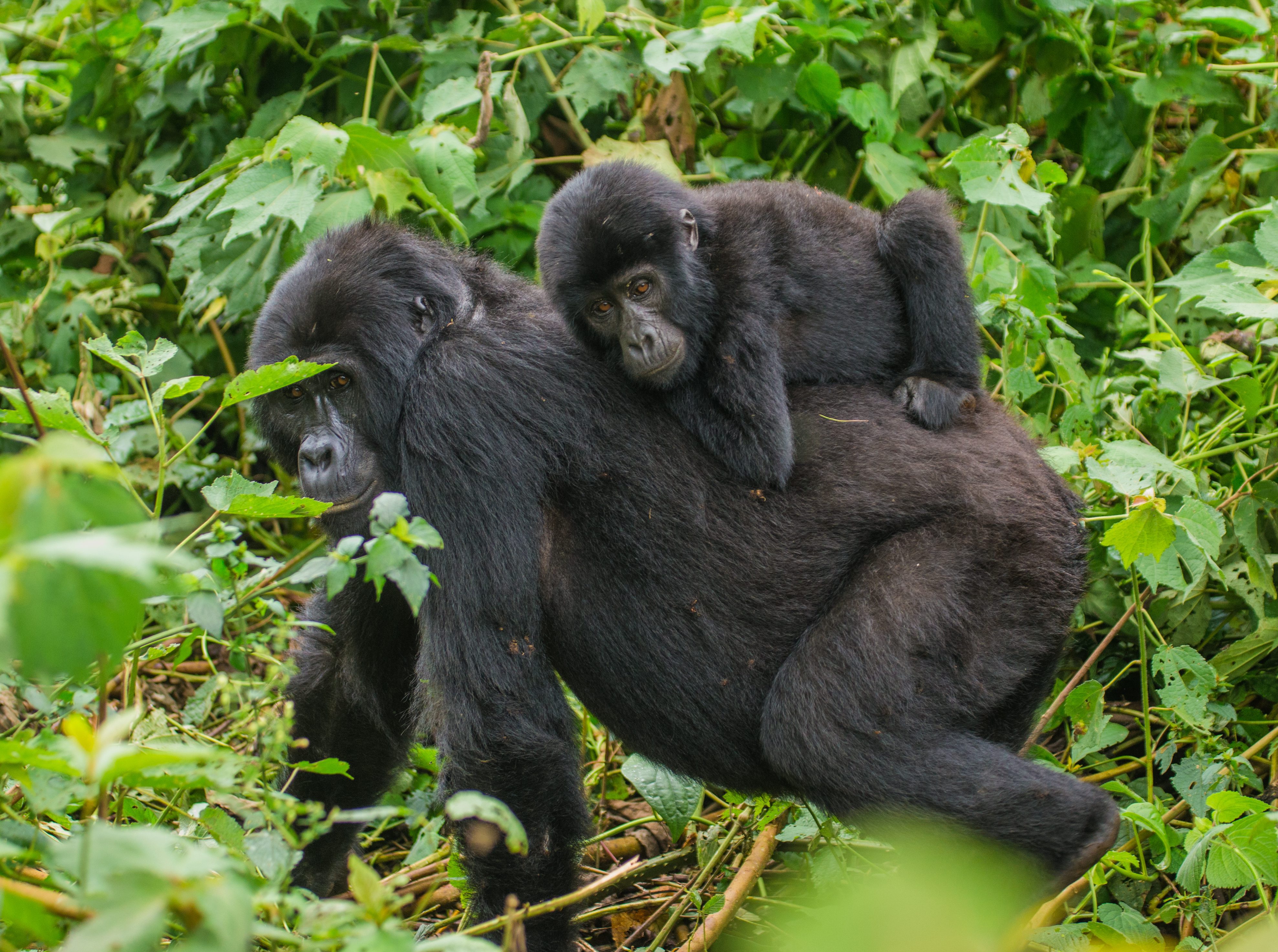 4 DAYS GORILLA TRACKING BWINDI