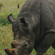 MURCHISON FALLS SAFARI - RHINOS