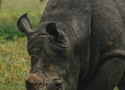 Did you know you could see rhinos in Uganda?