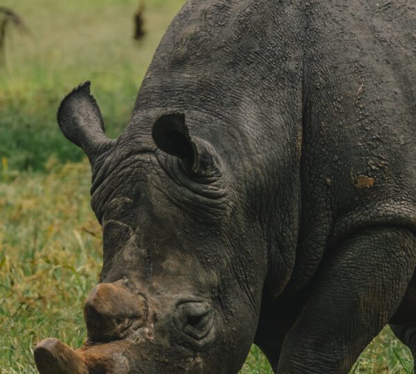 MURCHISON FALLS SAFARI - RHINOS