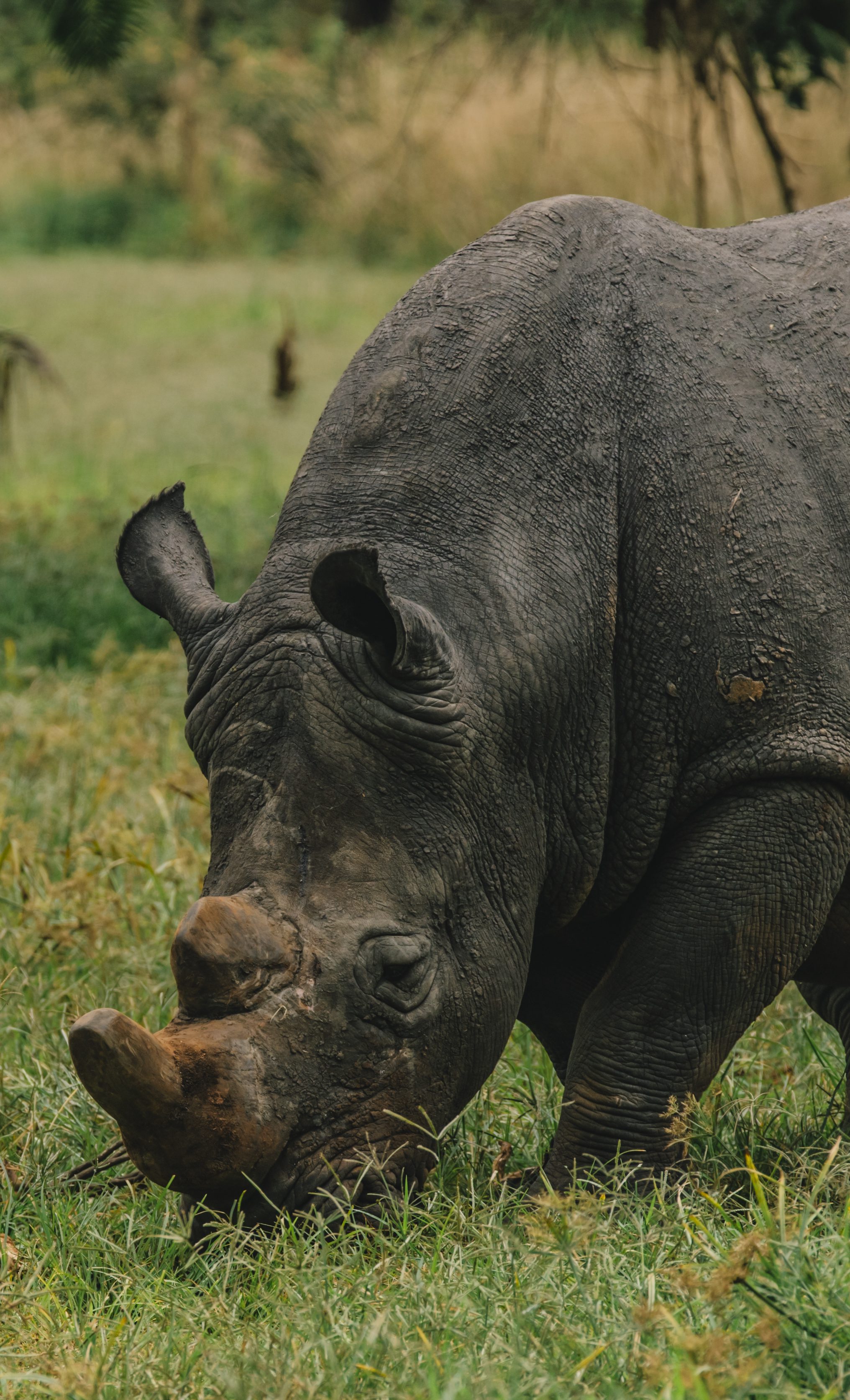 MURCHISON FALLS SAFARI - RHINOS