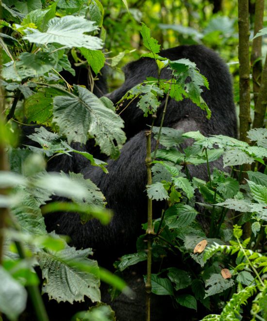 Discover Gorillas