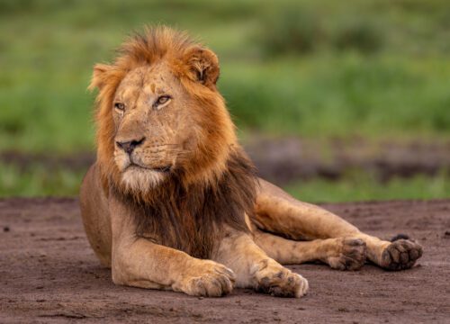 3 DAYS QUEEN ELIZABETH NATIONAL PARK SAFARI