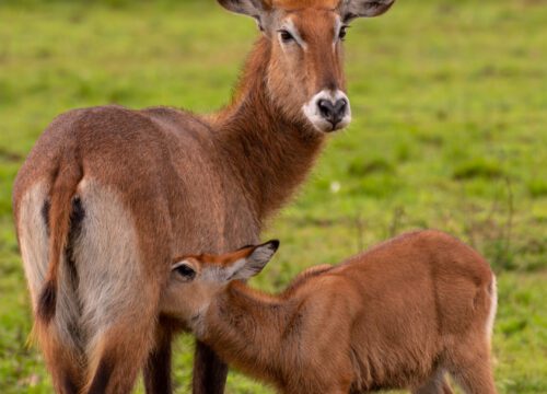 5 DAY NAIVASHA, NAKURU, AMBOSELI SAFARI