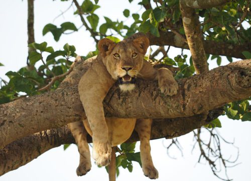 BIG 5 MASAI MARA SAFARI