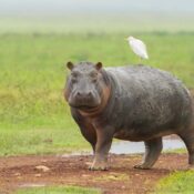 MURCHISON FALLS SAFARI