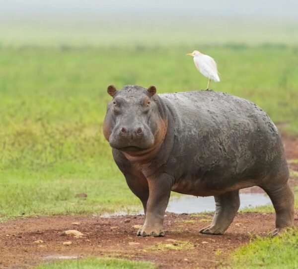 MURCHISON FALLS SAFARI