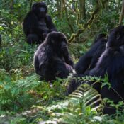 GORILLA TRACKING BWINDI