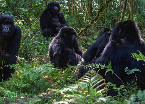 Gorilla tracking in Africa